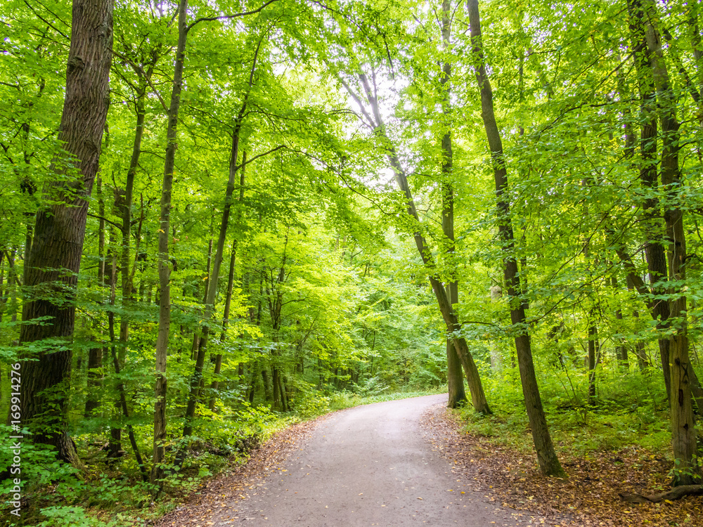Fototapeta premium Road in the Primeval Beech Forest, Hainich National Park, Germany