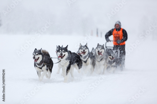 Fototapeta Naklejka Na Ścianę i Meble -  Huskies in vollem Lauf beim Schlittenhunderennen