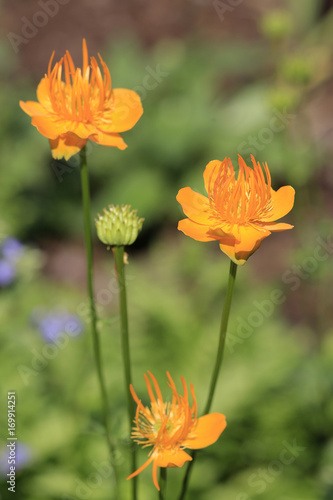 Chinesische Trollblume  Trollius chinensis   Bl  ten