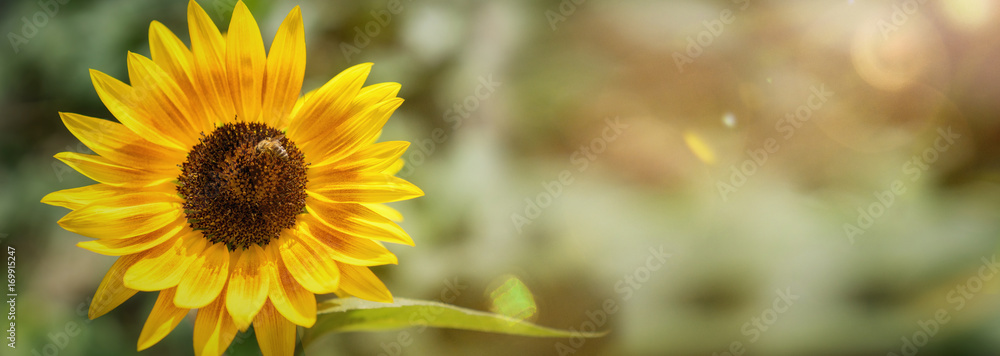Naklejka premium einzelne Sonnenblume im Sonnenlicht 