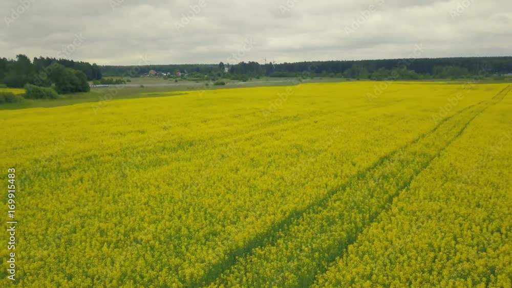 Yellow blooming flowers in a summer field. Landscape summer field flowers Yellow blooming flowers in a summer field. Landscape summer field flowers