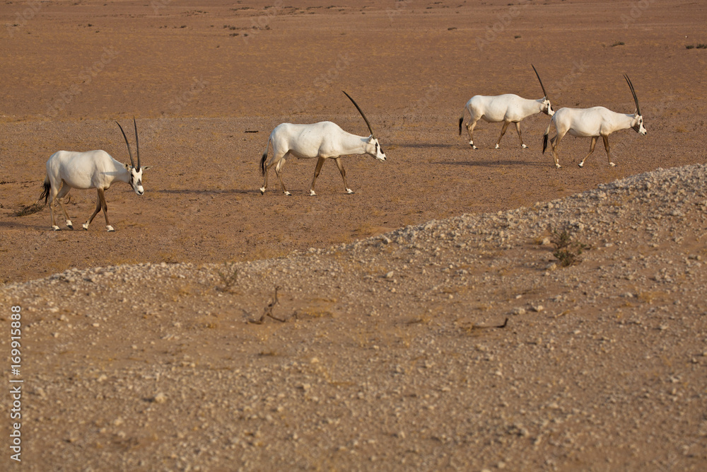 Fototapeta premium Herd of Arabian Orxys