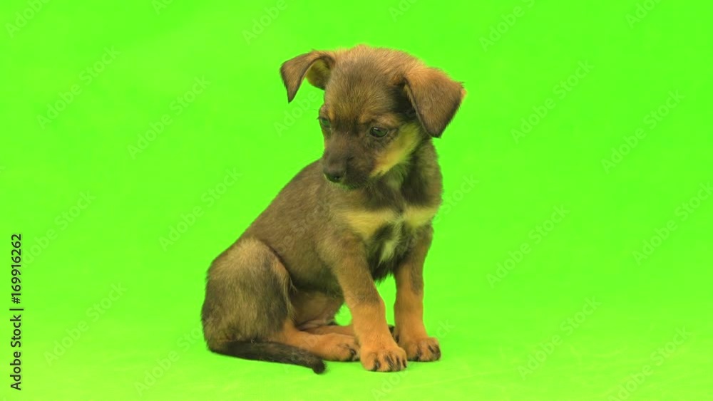 brown puppy isolated on a green background brown puppy isolated on a green background