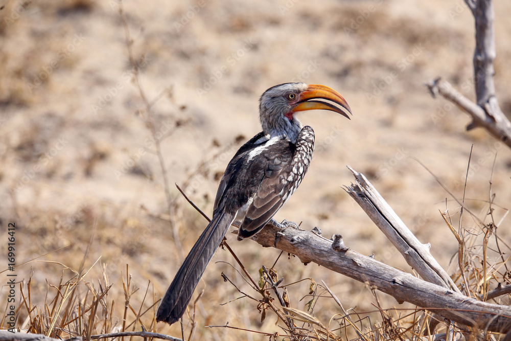 Obraz premium Southern Yellow-billed Hornbill