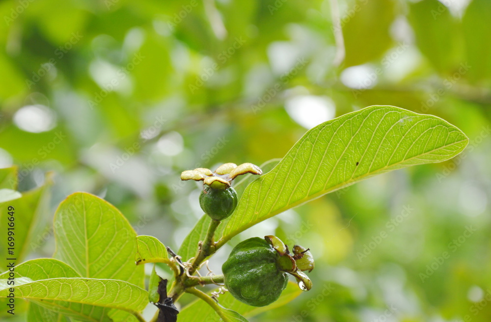 guava growth on branch in garden guava growth on branch in garden