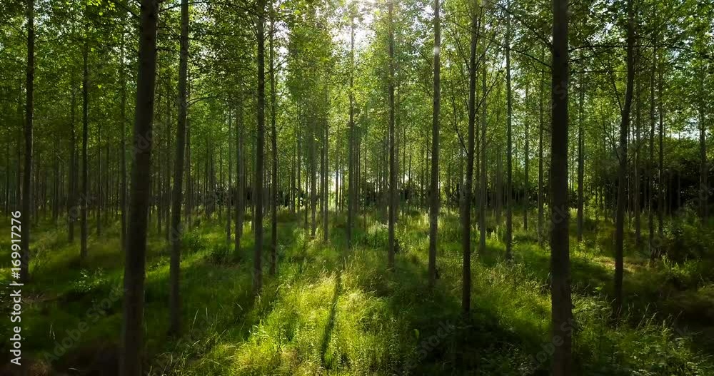 Slowly panning through a forest at dawn in the summer Slowly panning through a forest at dawn in the summer