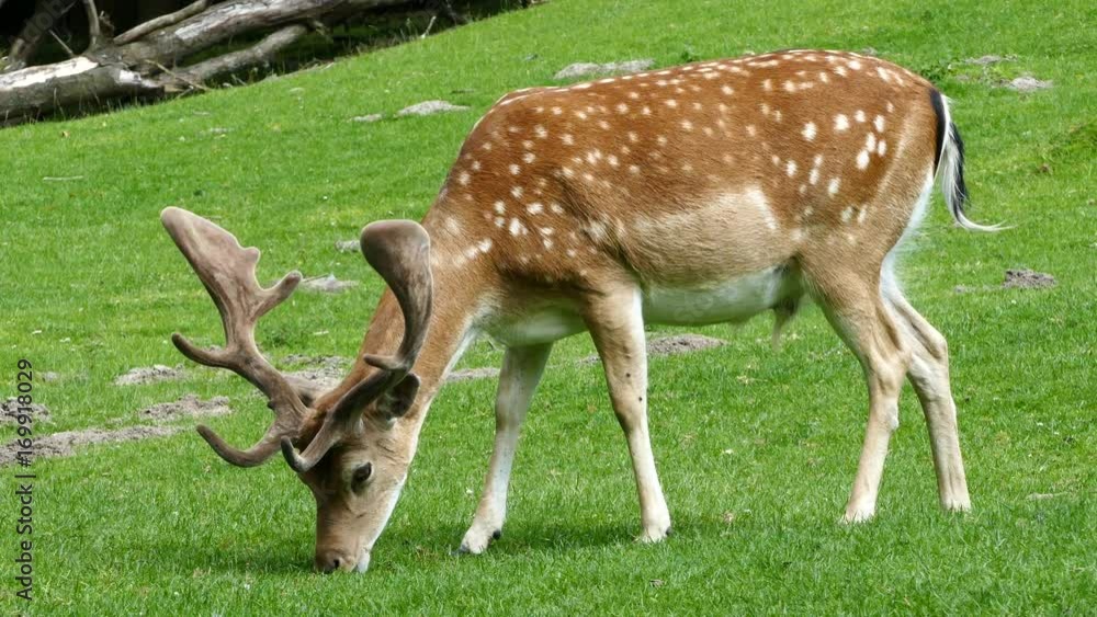Deer eats grass and walks away when other follow in Arhus Denmark Deer eats grass and walks away when other follow in Arhus Denmark