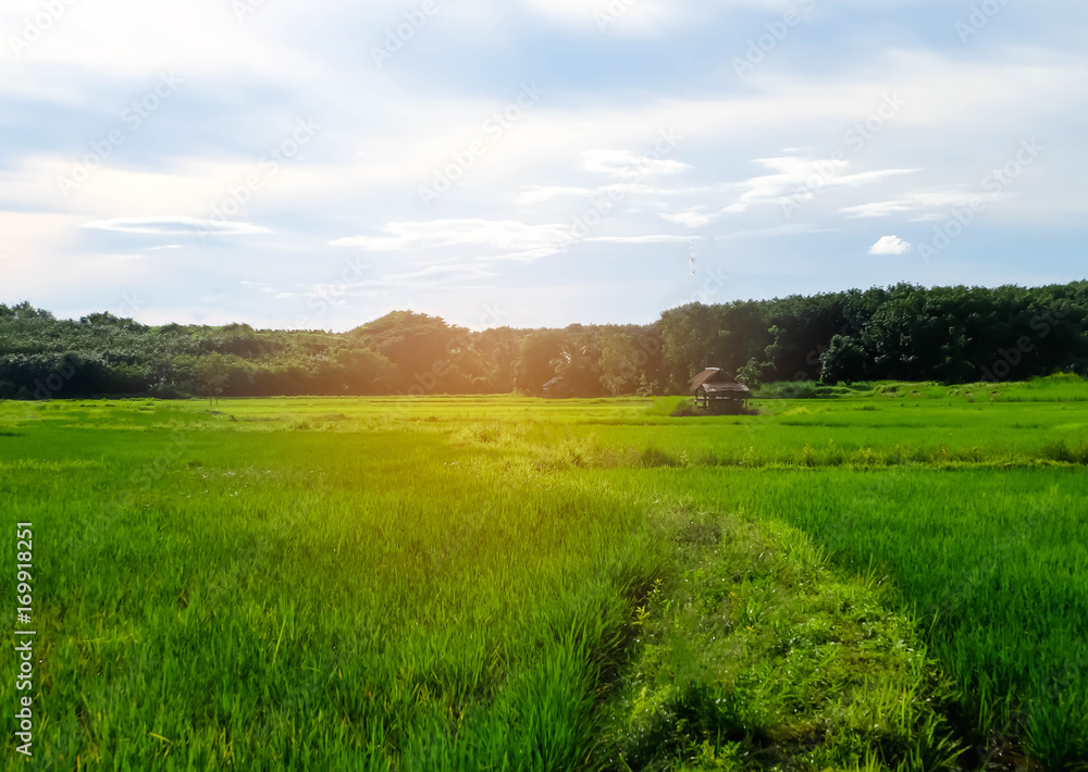 Field in the evening Field in the evening
