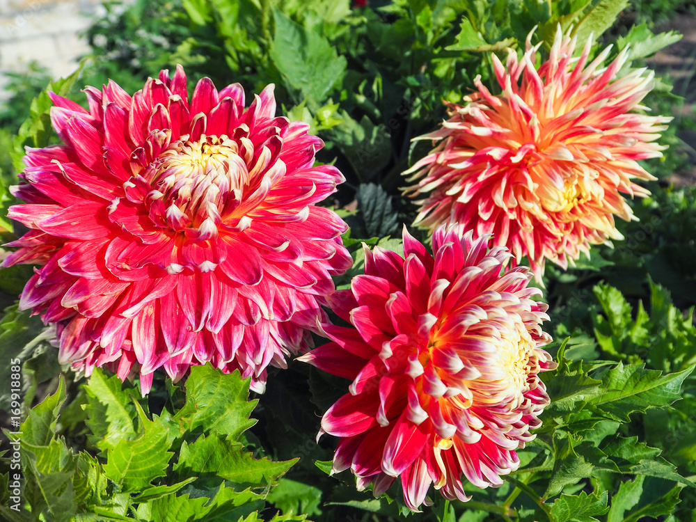 Commercial cultivation of varietal Dahlia for bouquets. Varietal dahlias. Autumn flowers.
Commercial cultivation of varietal Dahlia for bouquets. Varietal dahlias. Autumn flowers.