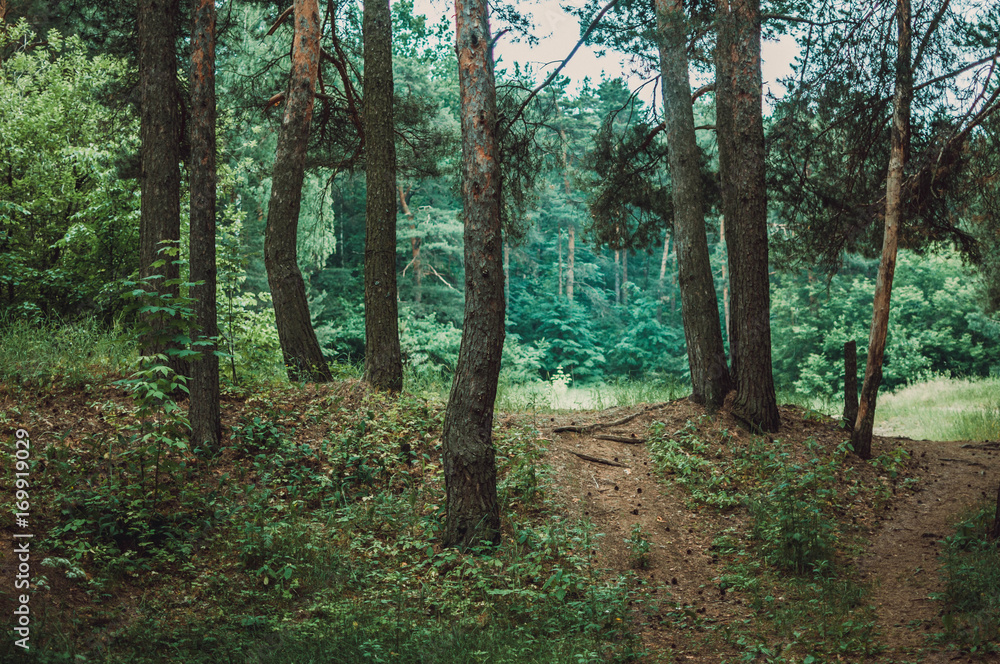 Obraz premium road before the forest