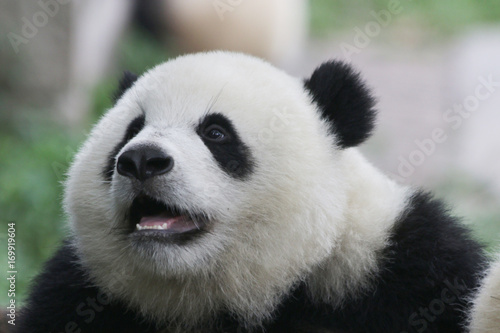 Closed-up Baby Panda face  Chongqing  China
