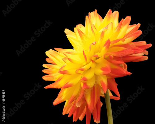 Fototapeta Naklejka Na Ścianę i Meble -  Dahlie in gelb und rot vor schwarzem Hintergrund