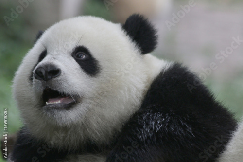 Fluffy Baby Panda in Chongqing  China