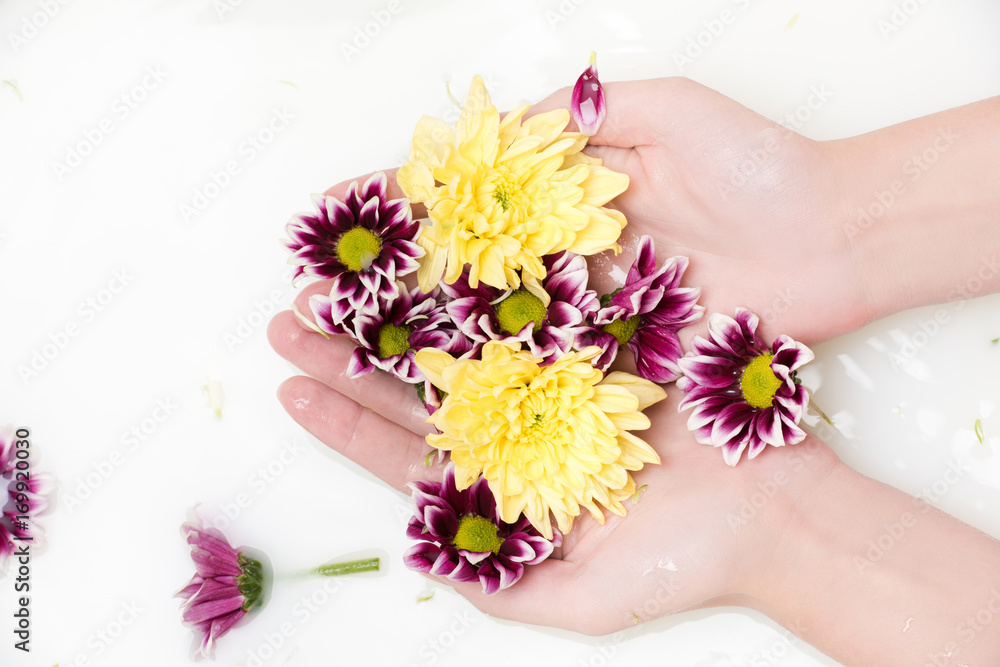 chrysanthemum flowers chrysanthemum flowers