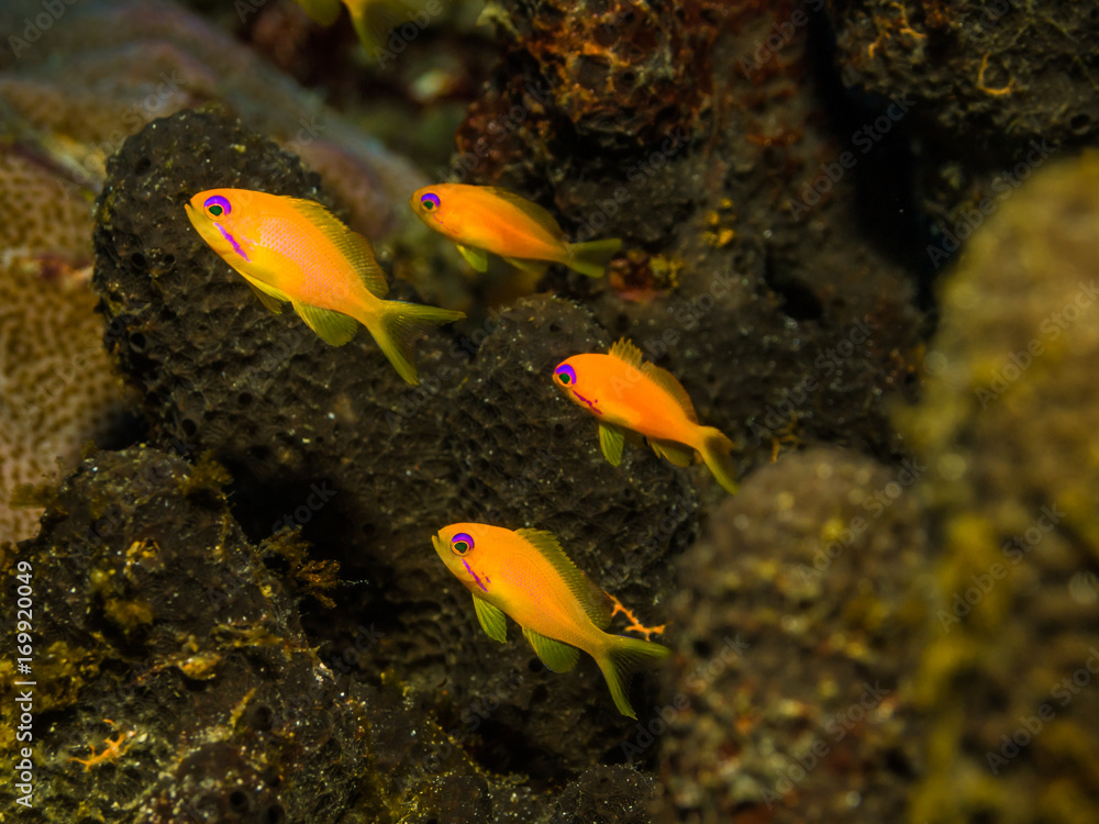Obraz premium Sea goldie (Pseudanthias squamipinnis), Similan Islands National Park, Thailand