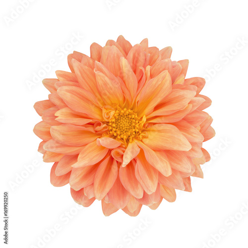 Fototapeta Naklejka Na Ścianę i Meble -  Orange dahlia isolated on a white. Full depth of field.