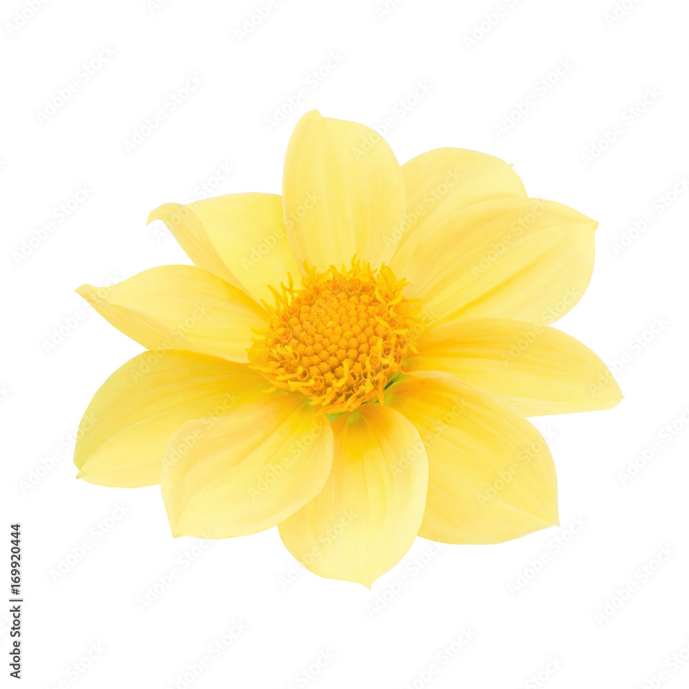 Obraz premium Yellow dahlia head isolated on a white. Detailed retouch.