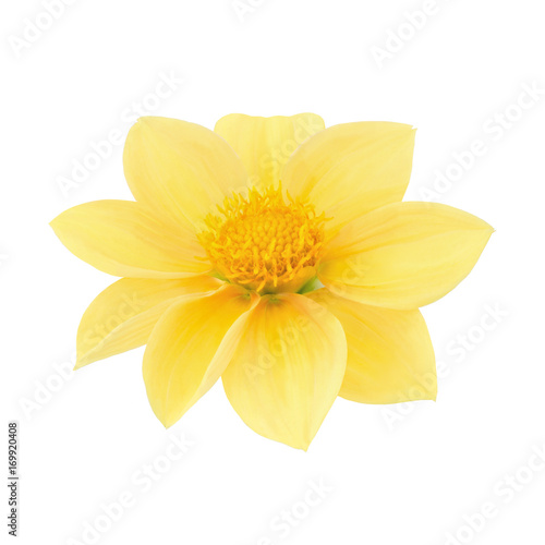 Fototapeta Naklejka Na Ścianę i Meble -  Yellow dahlia head isolated on a white. Detailed retouch.