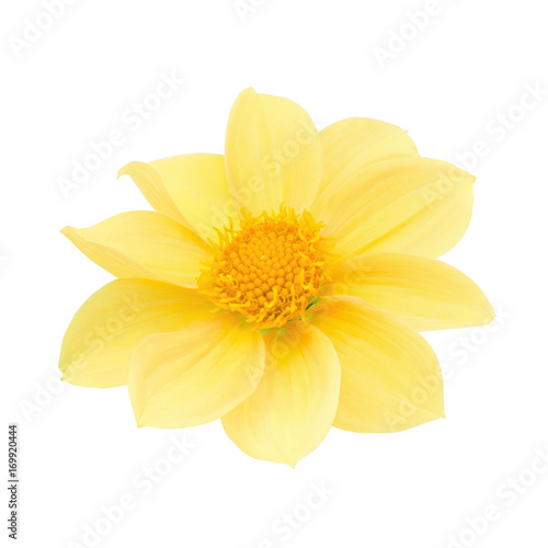 Fototapeta Naklejka Na Ścianę i Meble -  Yellow dahlia head isolated on a white. Detailed retouch.