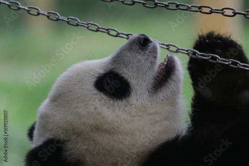 Fototapeta Naklejka Na Ścianę i Meble -  Panda cub is playing with the chain,Chongqing China