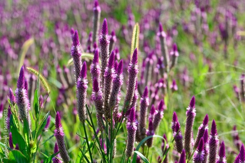 夏の花壇