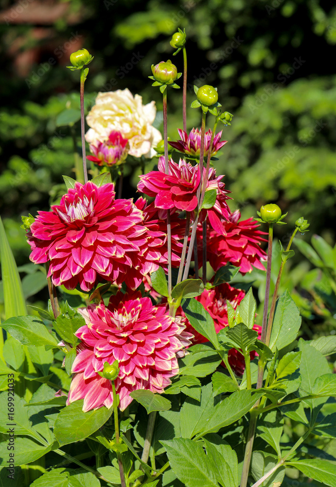 Head of red dahlia flower in summer garden Head of red dahlia flower in summer garden