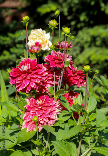 Fototapeta Naklejka Na Ścianę i Meble -  Head of  red dahlia flower in summer garden