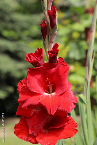 Fototapeta Naklejka Na Ścianę i Meble -  Head of  gladiolus flower in summer garden