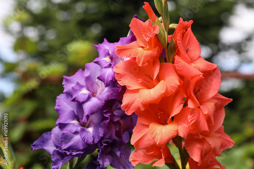 Fototapeta Naklejka Na Ścianę i Meble -  Head of  gladiolus flower in summer garden