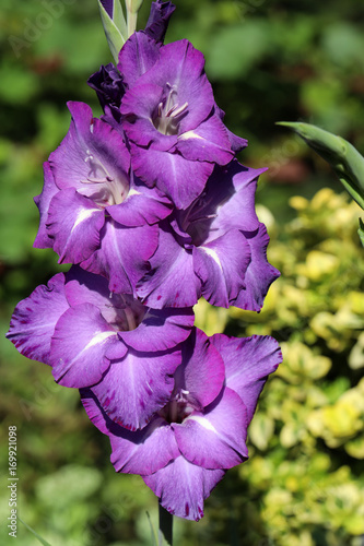 Fototapeta Naklejka Na Ścianę i Meble -  Head of  gladiolus flower in summer garden