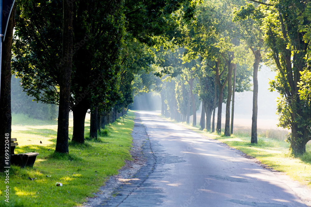 path avenue with sunbeam