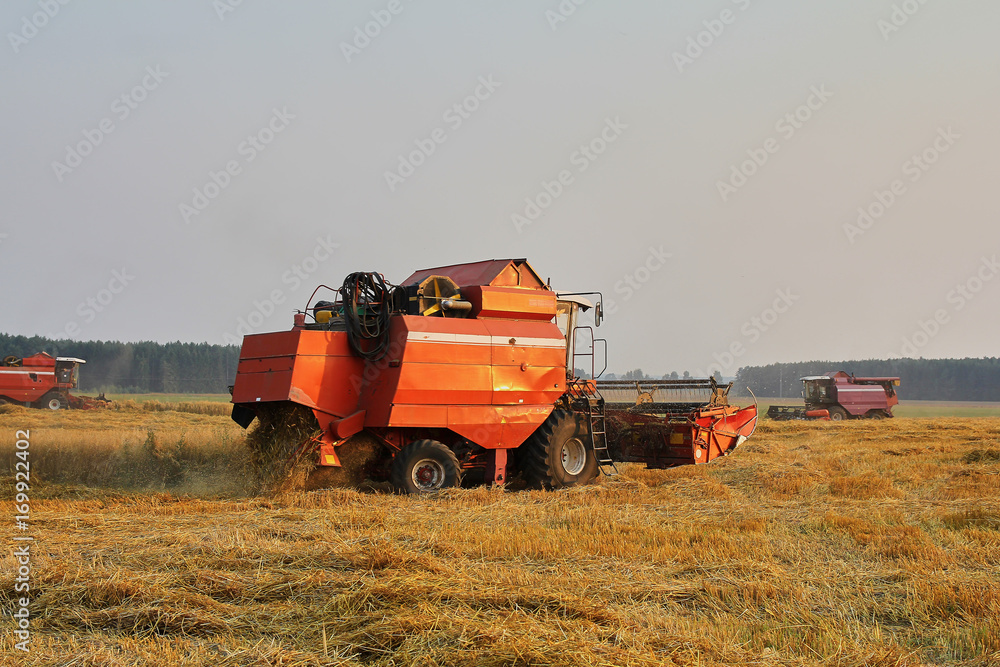 Fototapeta premium Harvesting wheat from the fields with a combine harvester