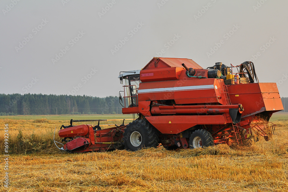 Fototapeta premium Harvesting wheat from the fields with a combine harvester