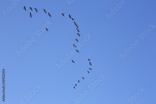 flight of birds