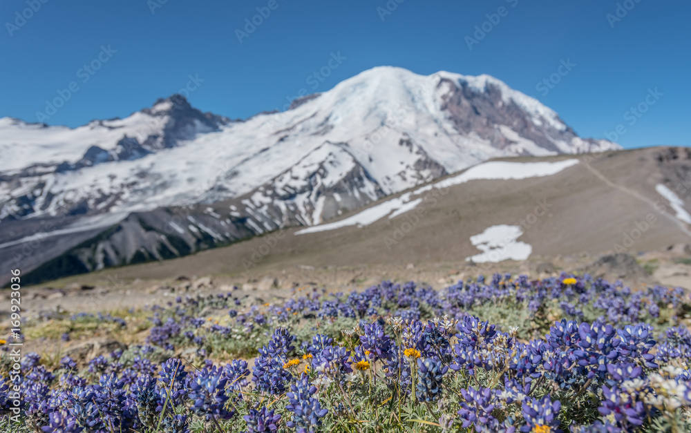 Fototapeta premium Field of Lupine and Wildflowers in front of Mount Rainier