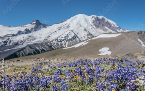 Field of Lupine and Wildflowers in front of Mount Rainier photo