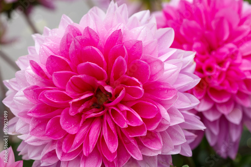 Fototapeta Naklejka Na Ścianę i Meble -  Macro shot of a pink dahlia isolated .