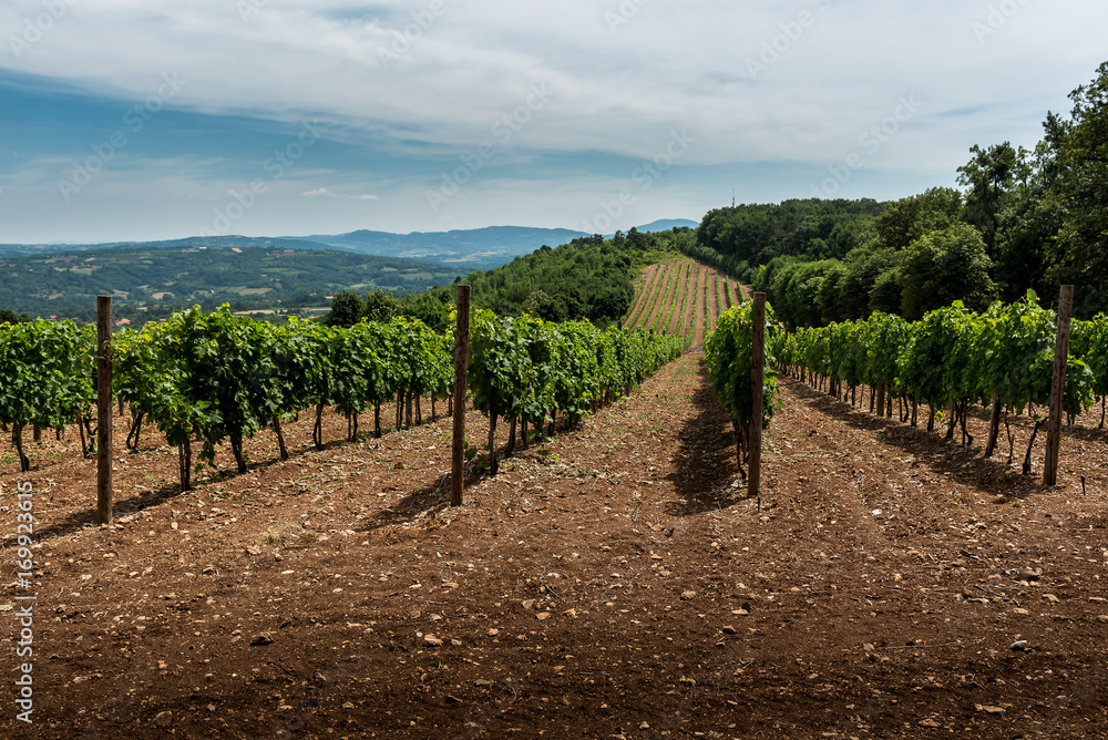 Serbian rural Landscape with vineyards and hills Serbian rural Landscape with vineyards and hills