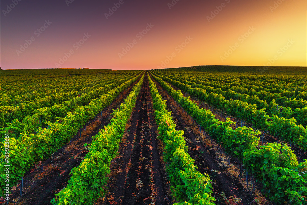 Fototapeta Piękny zmierzch nad polem winnicy dolina w Europa