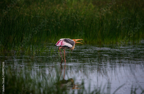 Painted Stork with fish