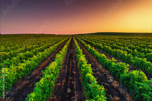 Beautiful Sunset over field of vineyard valley in Europe