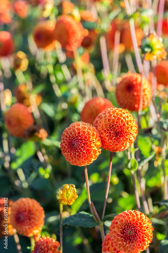 Fototapeta Naklejka Na Ścianę i Meble -  Lots of orange dahlias flowers. Sunny day