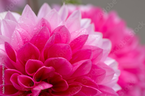 Fototapeta Naklejka Na Ścianę i Meble -  Macro image of a dahlia flower.