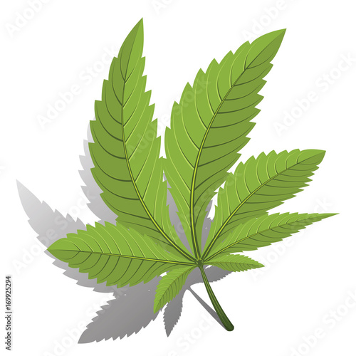 cannabis green leaf logo.