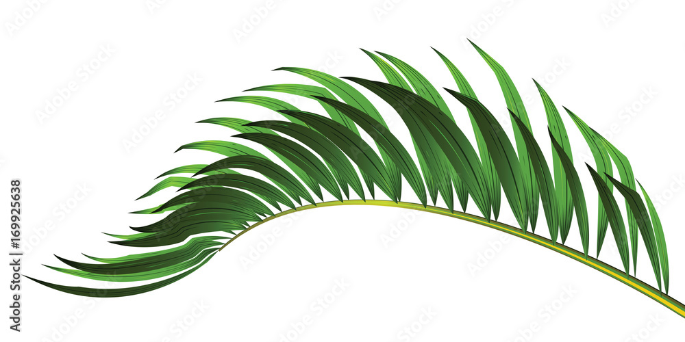 Fototapeta premium Green leaf of palm tree isolated on white background