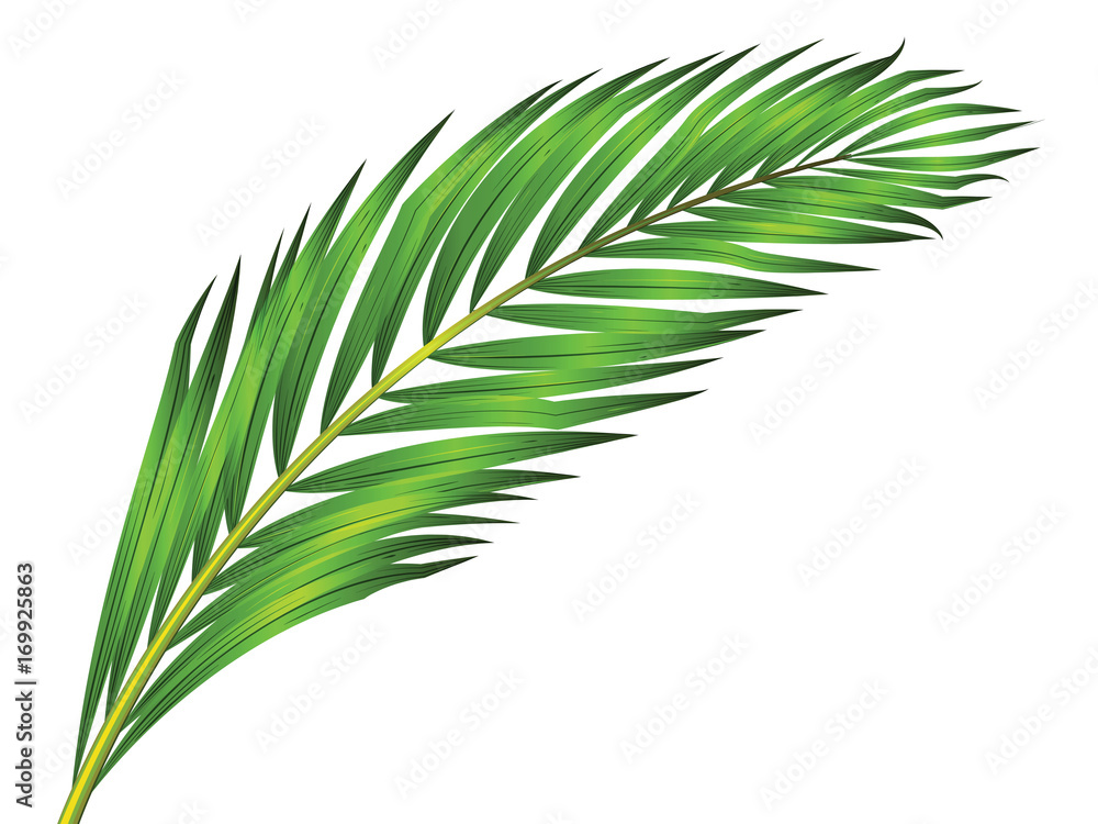 Green leaf of palm tree isolated on white background Green leaf of palm tree isolated on white background