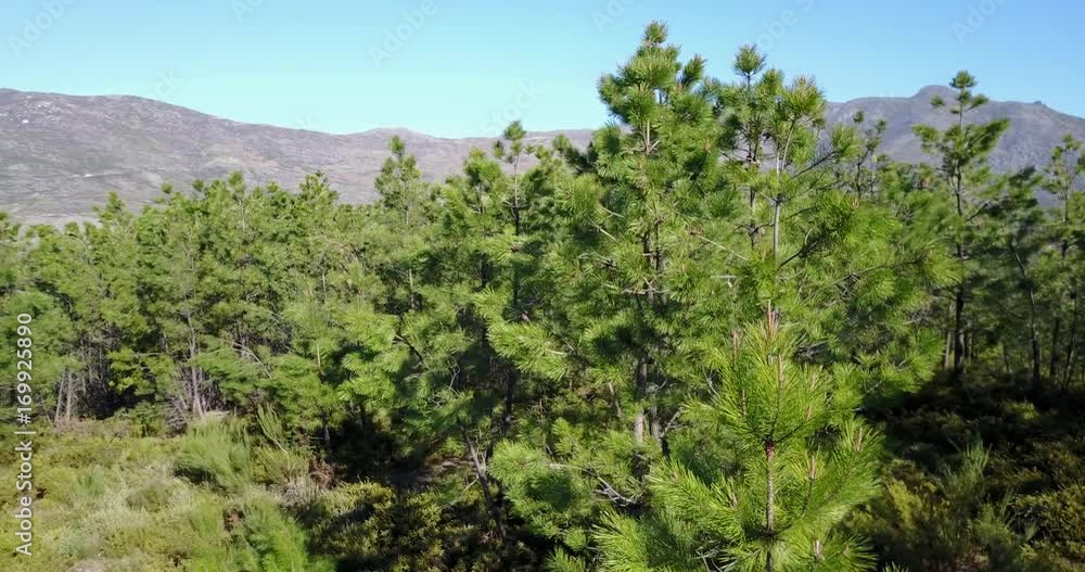 Aerial pan from the forest
