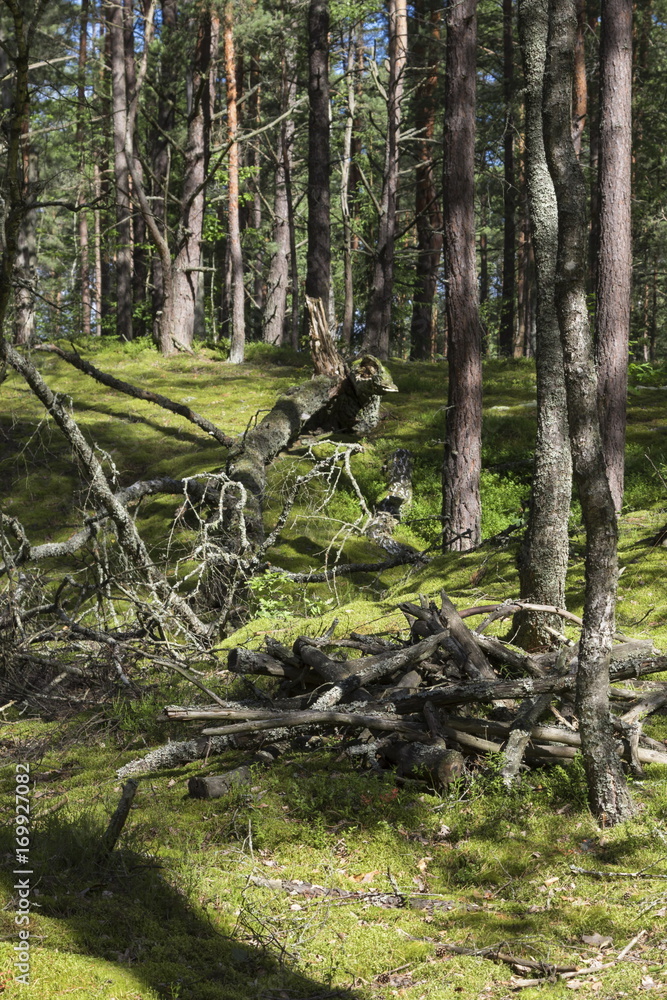 Summer forest in a midland of Europe
