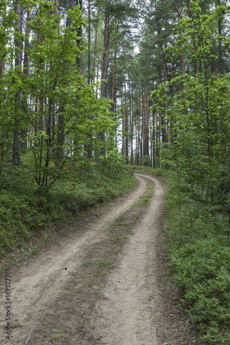 Road in the summer wood © yauhenka