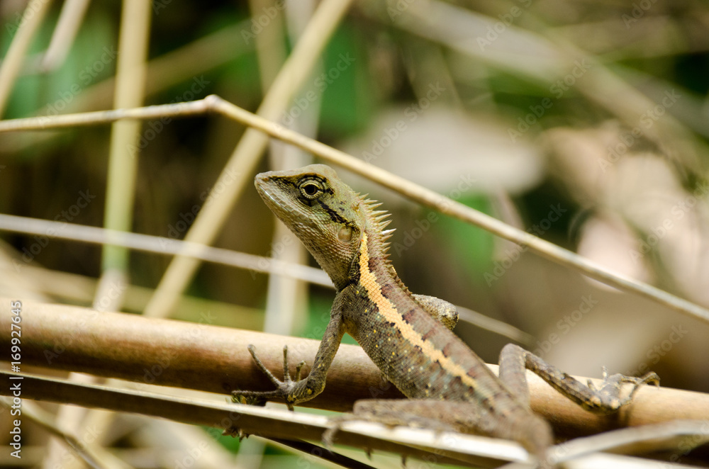 Fototapeta premium Lacertilia in the nature